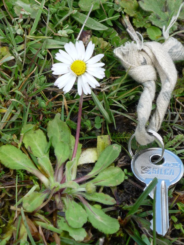 Bellis perennis